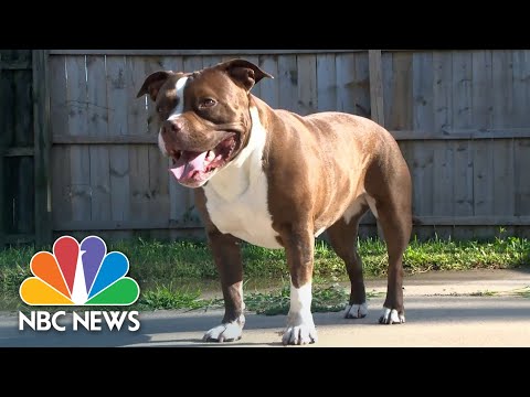 Video: Pet Scoop: Anjing Anjing Keluarga ke Rumah Kebakaran, Serena Williams 'Terrier Dies di 16