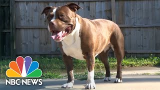 Hero Dog Wakes Up Family During House Fire