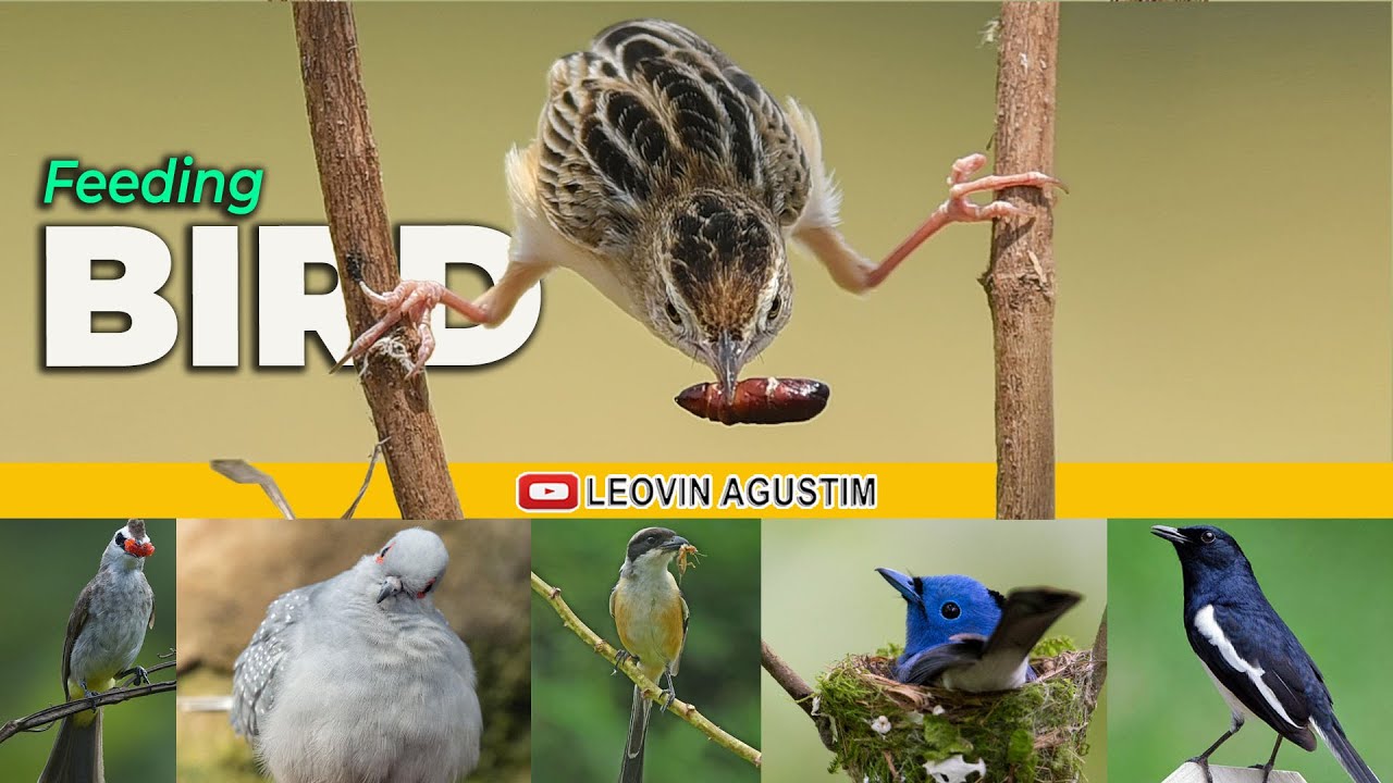 Mother Bird Feeding Chicks in Nature FEEDING BIRDS YouTube