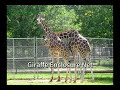 Stainless steel wire rope net for animals