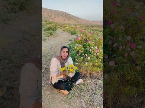 بومادران گیاهی خودرو در کوه های لایزنگان بومادران داراب 