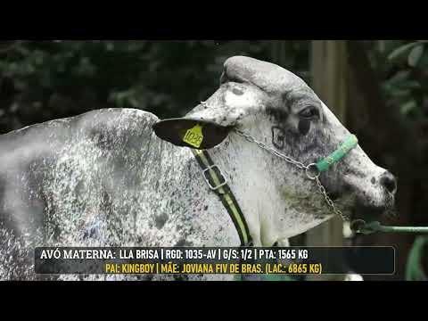 LOTE 31 LLA MALBEC 760 GOIANA ANTHONY   LLAF0531