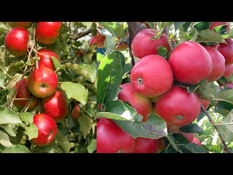 فكرة عبقرية تجعل شجرة التفاح تزيد الثمار إلى 10 اضعاف