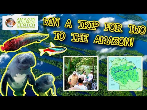 Details On How to Win An All Inclusive, Amazon Fish Collecting Trip ...