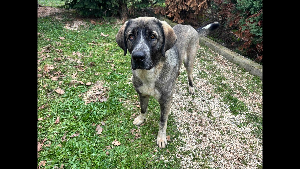 Hagrid | Μεγαλόσωμος Σκύλος προς υιοθεσία | Θεσσαλονίκη