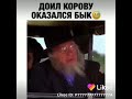 Подоил быка