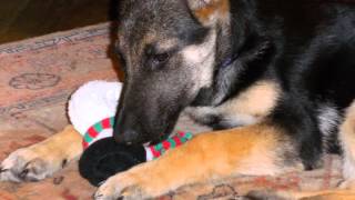 Second Chances German Shepherd Rescue - Ella