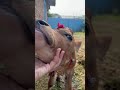 G￼arhwal kumaon festival, pahadi tyohaar, garhwali kumaoni riwaj, gau mata, village story, vlog, lyf