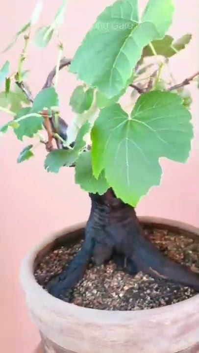 Pohon bonsai anggur yang cantik | #shorts #viral #trending #viralshorts #bonsai