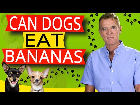 Can Dogs Eat Bananas When They Have Diarrhea