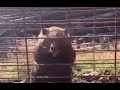 Rage Behind Bars The Angry Bear S Cage Bear Wildlife