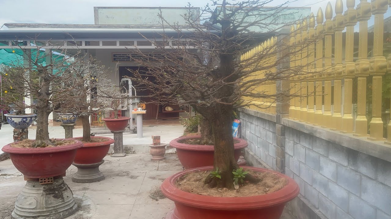 Cây sau lãi lá 17/12al