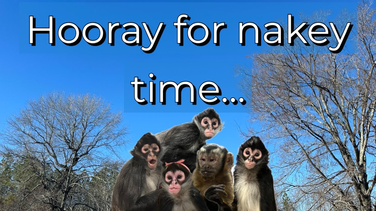 Fun day outside with the monkeys before Bella’s surgery🩵 #spidermonkey #capuchin