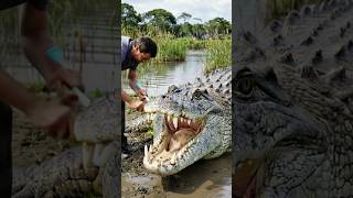 Sound On Hes Brushing A Crocodiles Teeth This Looks Way Too Real