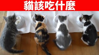 貓該吃什麼新手養貓餵食入門【貓咪養護EP2】