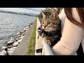 大好きな海と公園でお散歩中に雨が降ってきて不機嫌になってしまった猫