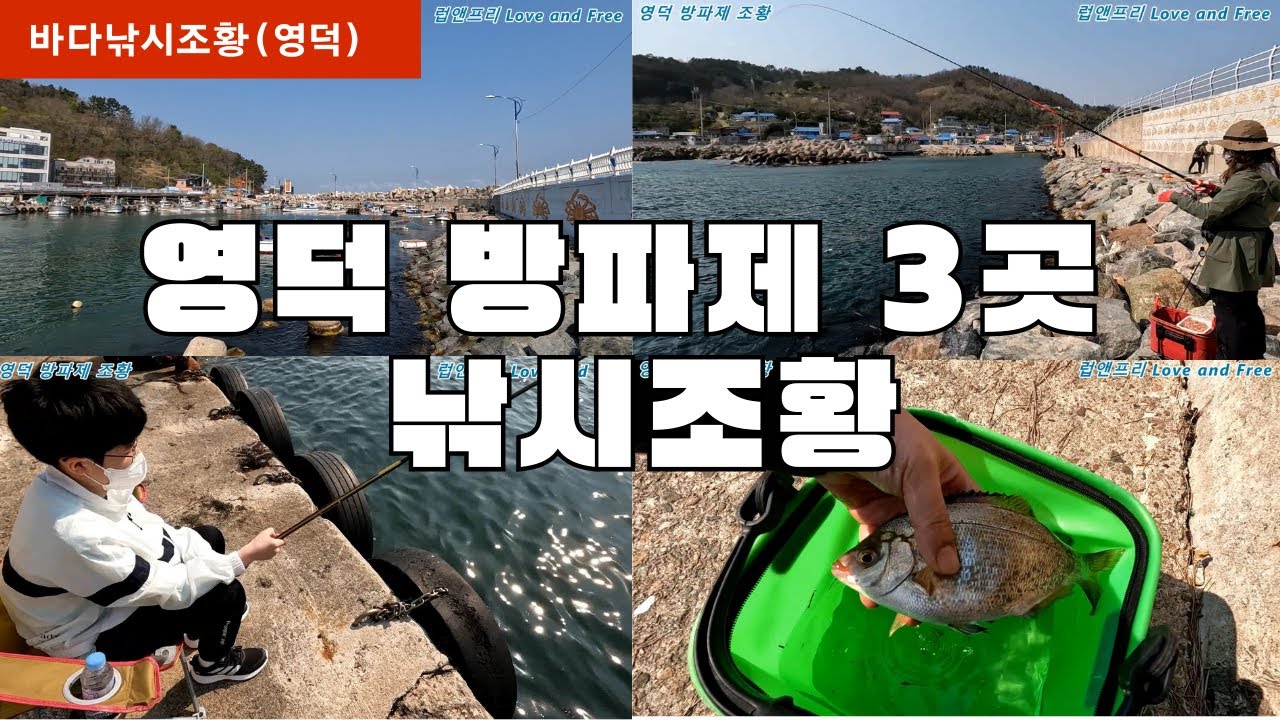 [바다낚시] 동해안 영덕 방파제(생활낚시터) 낚시 조황 (하저방파제, 강구항, 대부방파제)