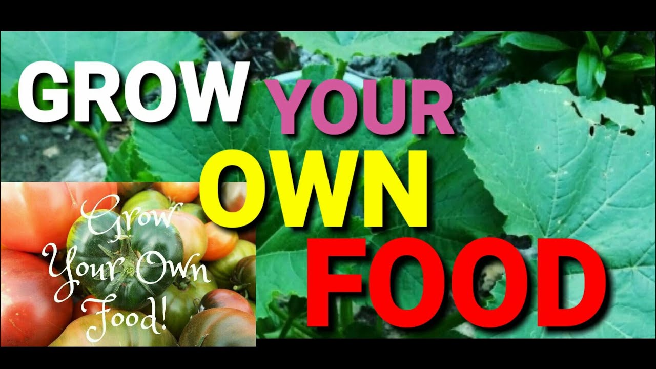 The Benefits Of Growing A Vegetables Garden - YouTube