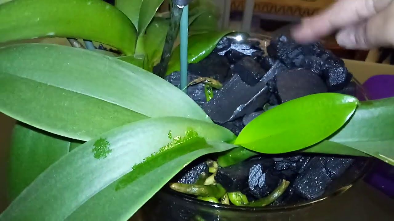 Resultado de uma semana do replante no vaso de vidro com carvão.