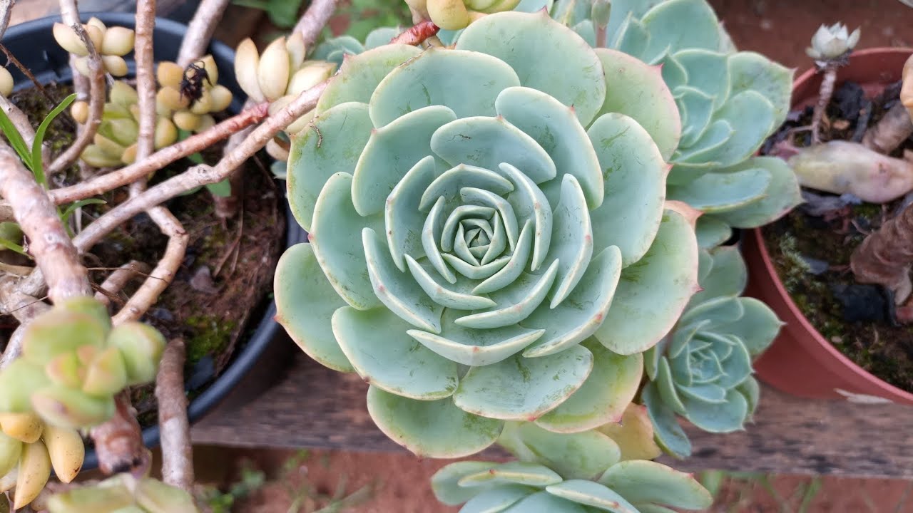 SUCULENTAS cultivadas no tempo que estão LINDAS.