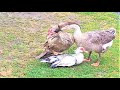 AFRICAN MALE & COUPLE MUSCOVY DUCKS AFTER THE CREATE WATERBIRDS IN THE BACKYARD