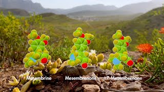 How Kanna Alkaloids Work In The Body