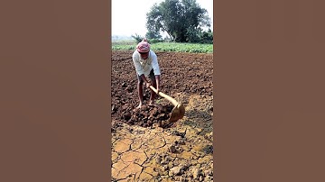 Spading in Pointed Gourd Field #shorts