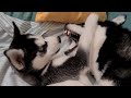 Max te huele el aliento!! 😂 Así nació una bella historia || Max the husky y Bombón cachorro