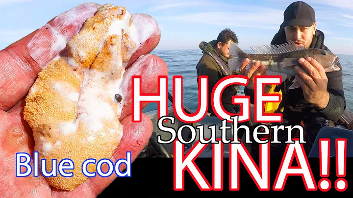 HUGE SOUTHERN KINA! - Blue cod catch and cook
