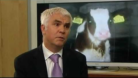 Cloned Cow Meat Enters Food Chain