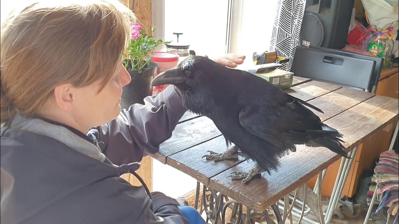 карлушечка ворон. говорящая ворона видео. ворона гоша. говорящая ворона. карлуша говорящий ворон.