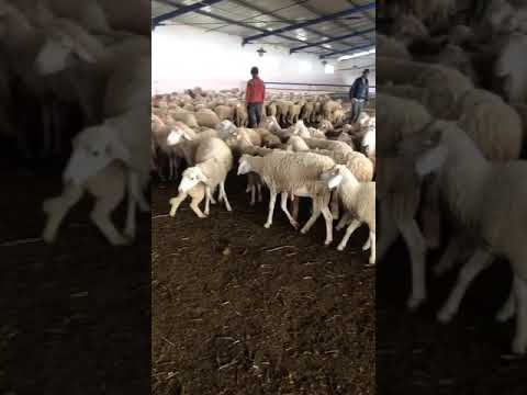 اسطبل نمودجي للأغنام اللهم بارك وزد في ذلك