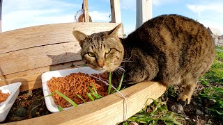 ぽっちゃり猫の食生活！？山盛りのカリカリをガツガツ頬張るキジトラ猫達