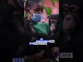 Deforestation in Sierra Leone threatens chimpanzees