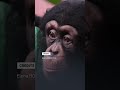 Deforestation in Sierra Leone threatens chimpanzees
