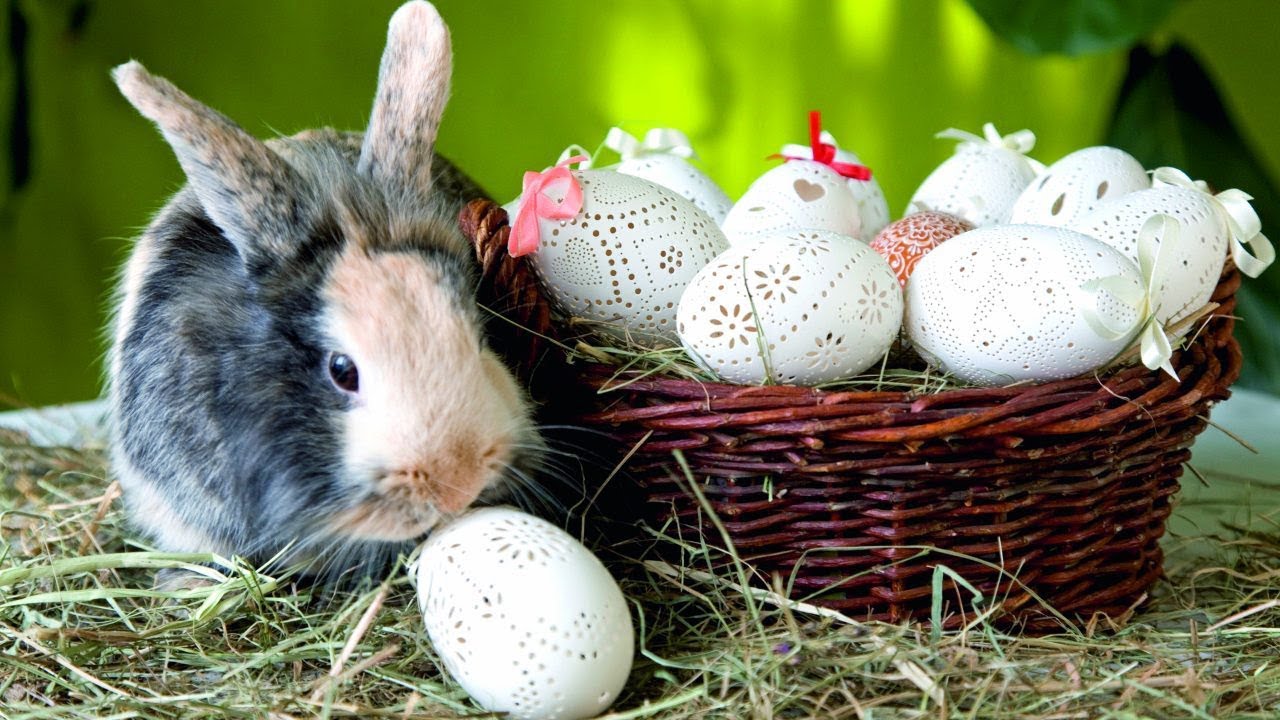 Почему кролик символ пасхи. Пасхальный кролик. Пасха кролик. Пасхальный кролик живой. Пасхальный кролик с яйцами.