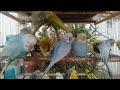 🤣セキセイインコが楽しそうすぎて幸せ