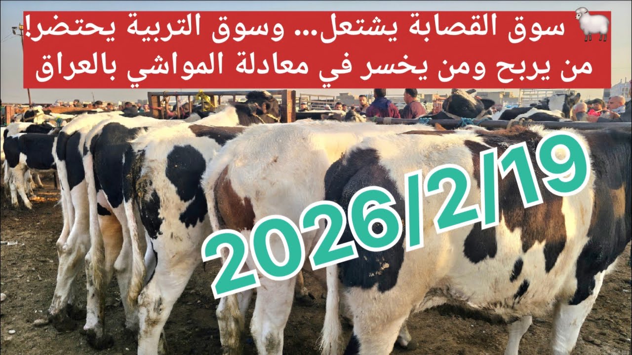 🐑 سوق القصابة يشتعل… وسوق التربية يحتضر! من يربح ومن يخسر في معادلة المواشي بالعراق