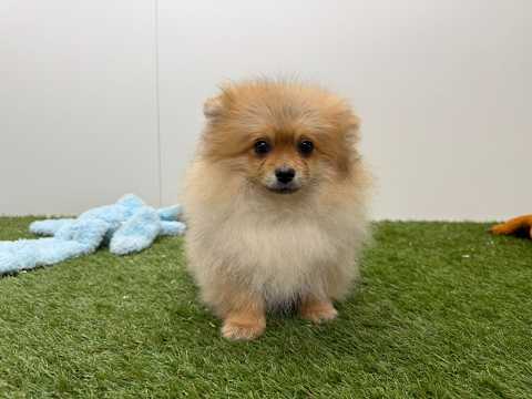 Video Pomeranian