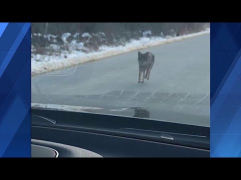 Dad kills coyote with bare hands