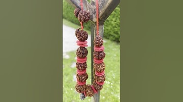 Rudraksha (रुद्राक्ष) Indra Mala - #rudraksha #shorts #rudraksh