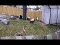Panda pooping