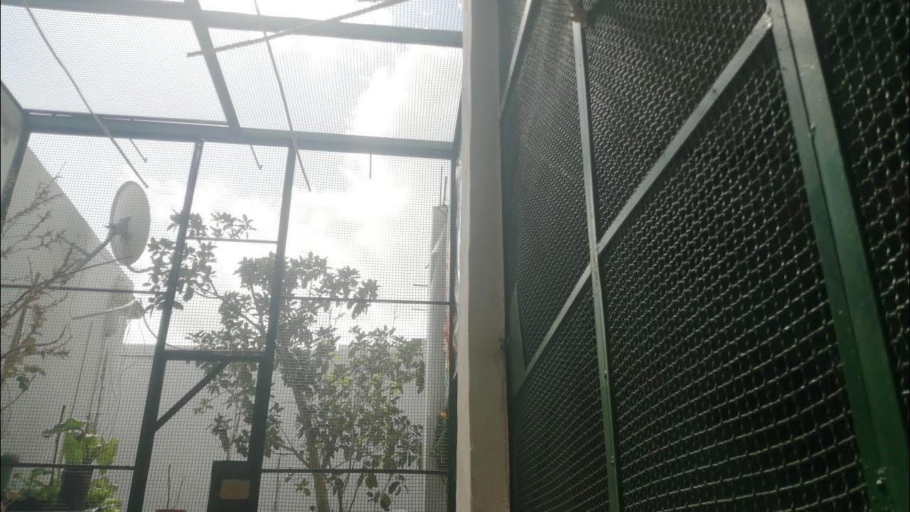 نصيحة لكل مربي حسون في السلاكة انتبه من هذا الأمر