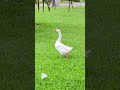 She&rsquo;s like an Angel 🦢🤍 #shorts #bird #beautiful