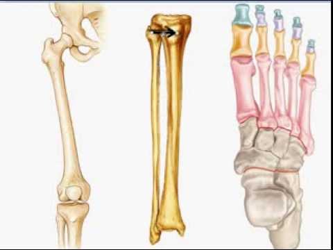 Marchand Biology - Bone ID - Lower Limb & Foot - YouTube