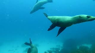 Seals of Montague Island