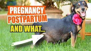 Dog PREGNANCY, Birth, and POSTPARTUM Care🐶👩‍⚕️ by Veterinary Network 54 views 1 month ago 4 minutes, 33 seconds