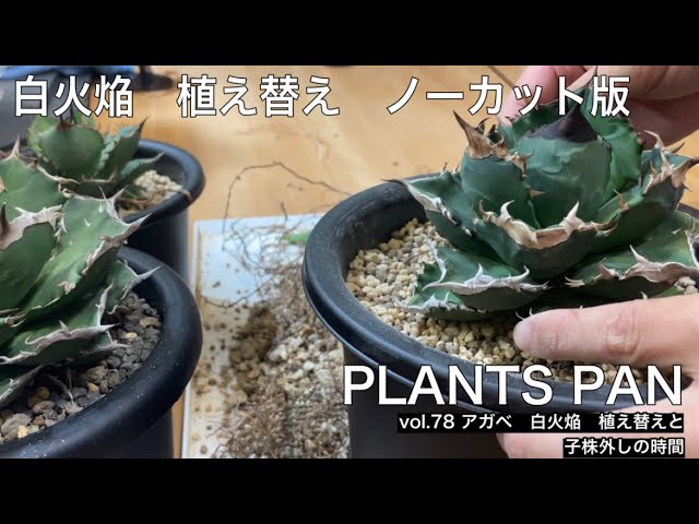 アガベ】チタノタの仔株の外し方。アガベのカキ仔と根の整理【Agave ...