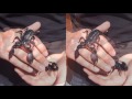 Emperor Scorpions in HD 3D Stereo.