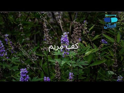 فيديو: ما فائدة سانتونين؟